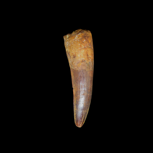 Diente de Spinosaurus 45
