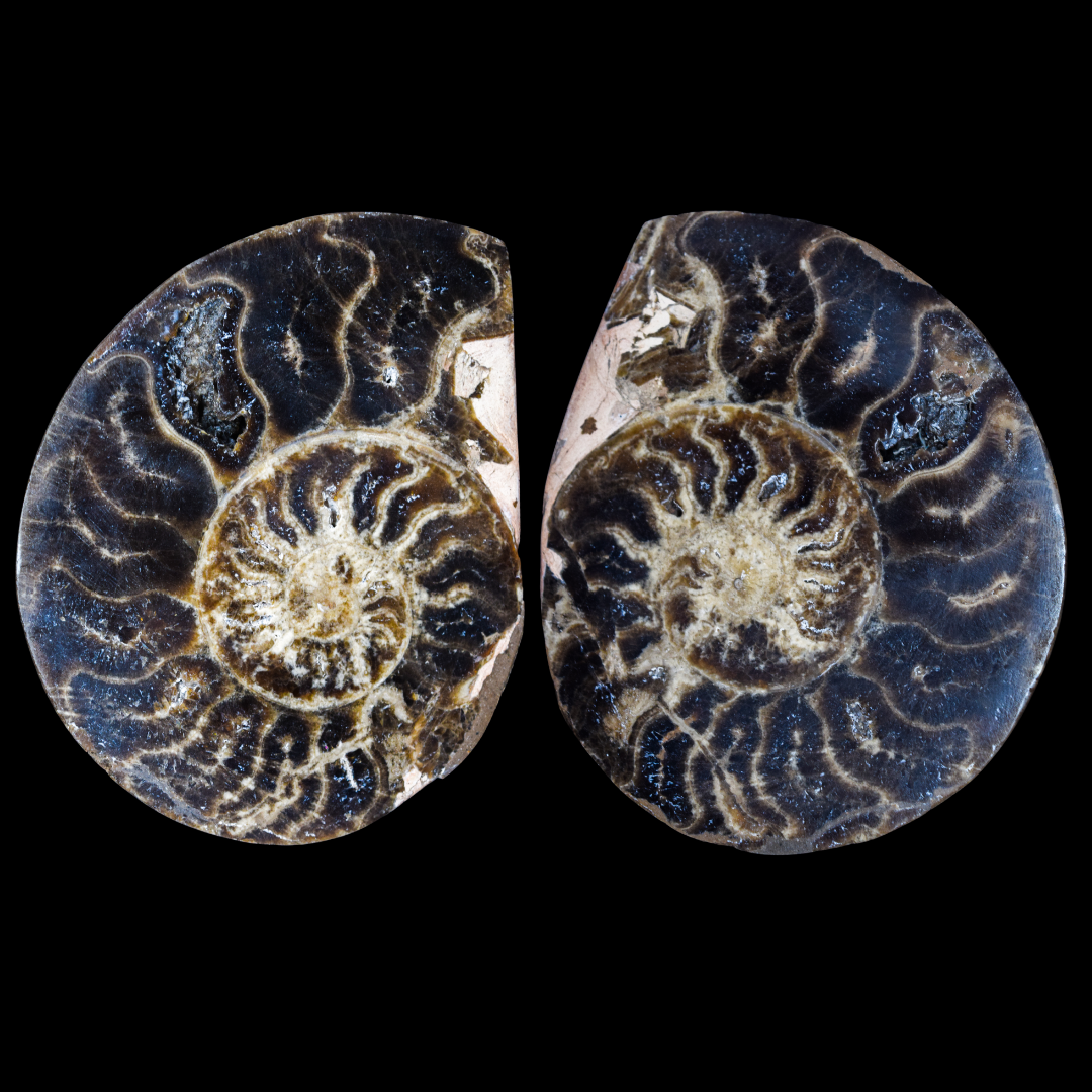 Ammonite Pulido