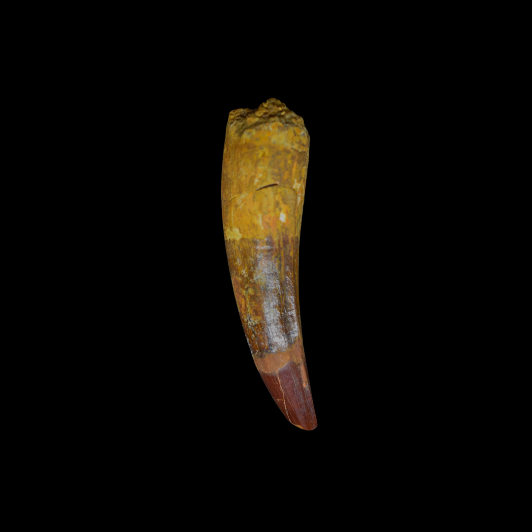 Diente de Spinosaurus 22