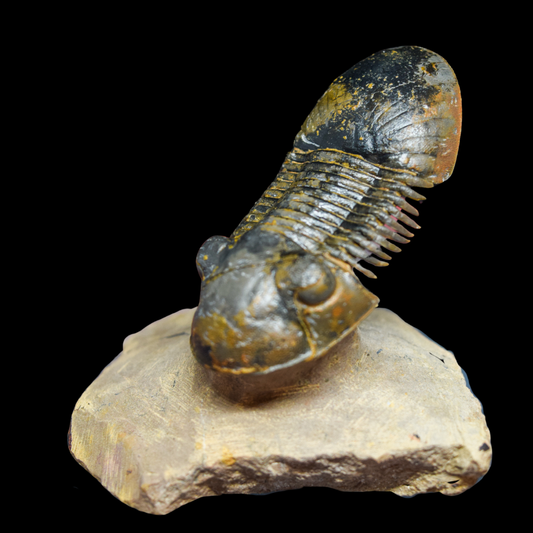 Trilobite Paralejurus