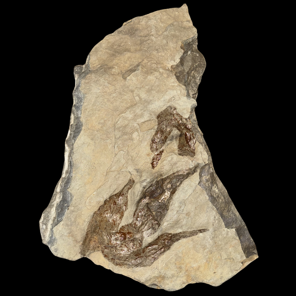 Huellas de Dinosaurio (Icnofósil)