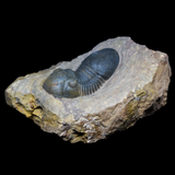 Trilobite Paralejurus