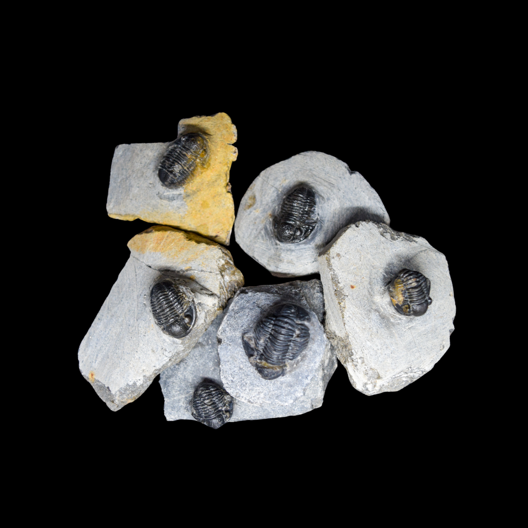 Trilobite Gerastos
