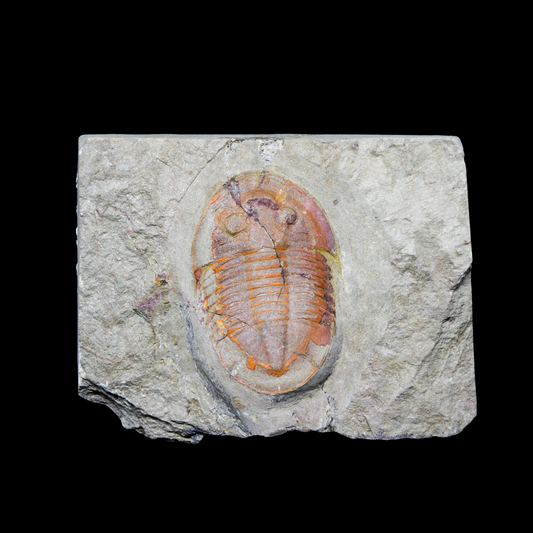 Trilobite Asaphellus