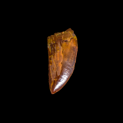 Diente de Carcharodontosaurus