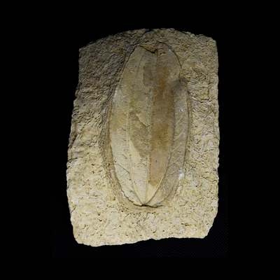 Hoja Fosilizada