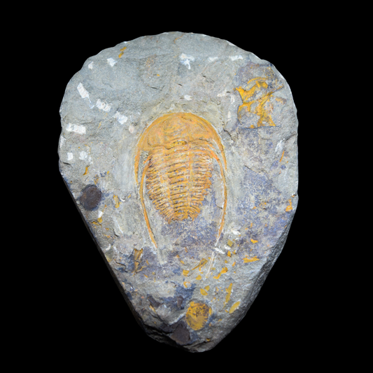 Trilobite Hamatolenus
