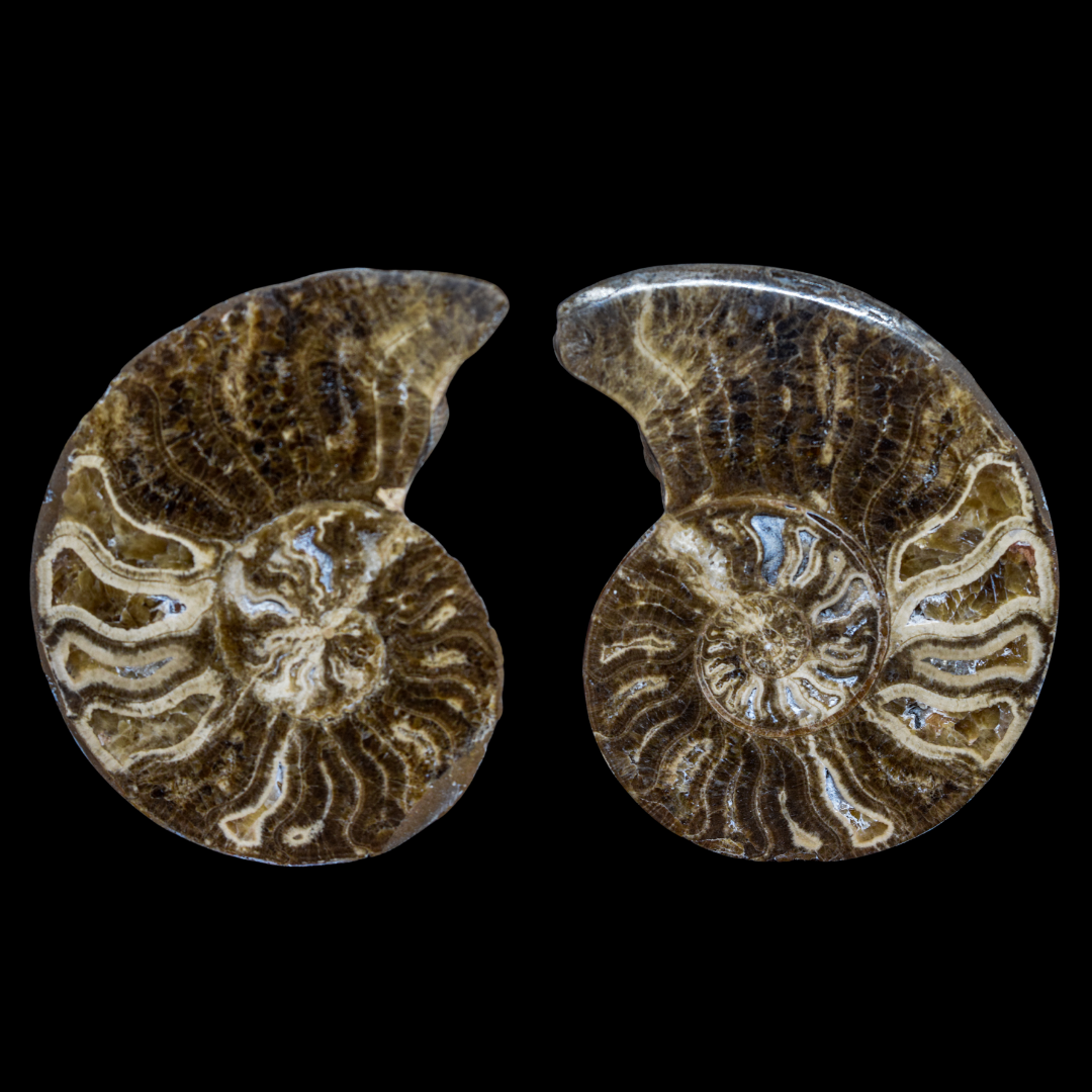 Ammonite Pulido 06