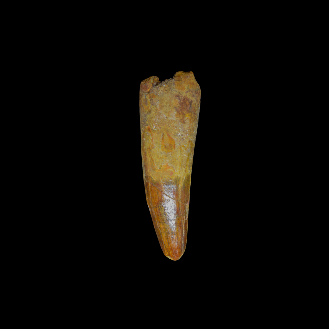 Diente de Spinosaurus 23