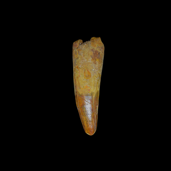 Diente de Spinosaurus 23