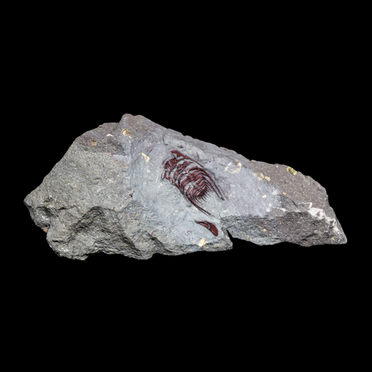 Leonaspis Rojo