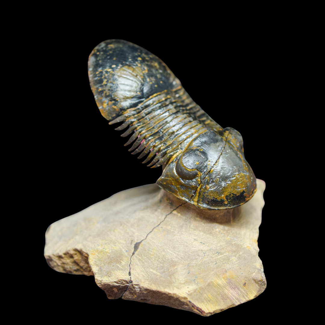 Trilobite Paralejurus