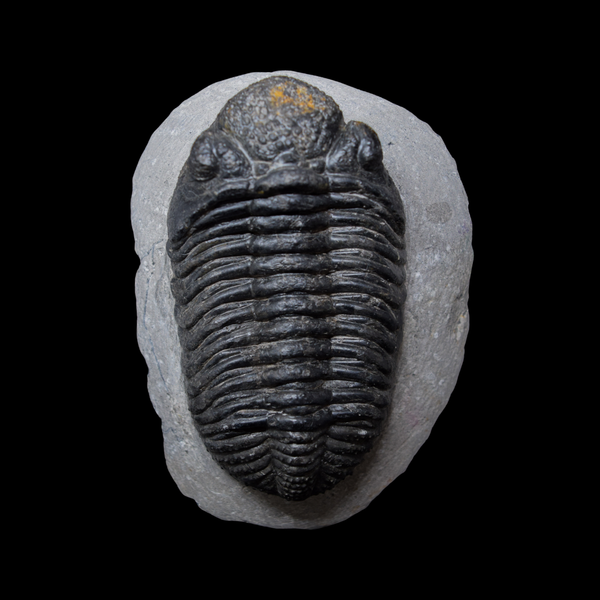 Trilobite Drotops