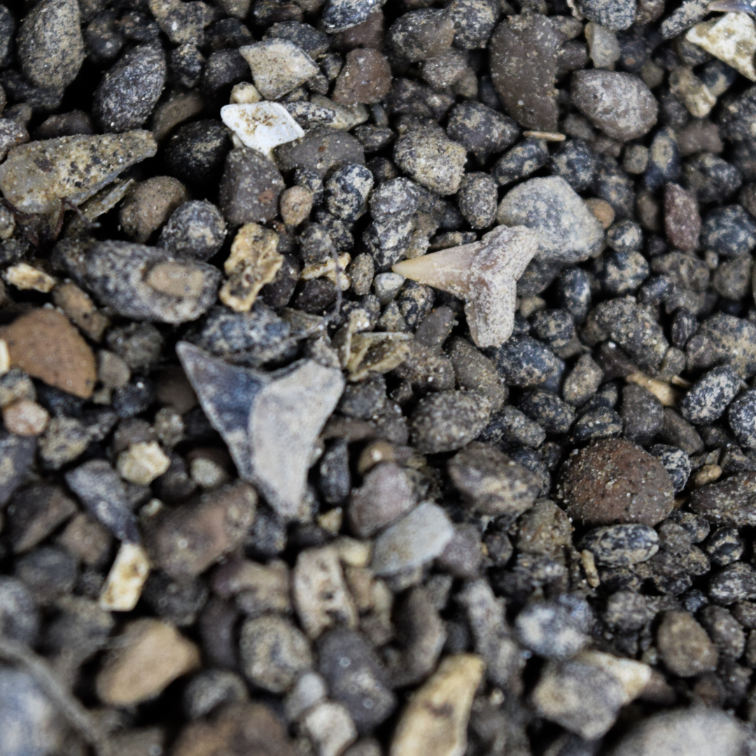 1 kg Grava de Carolina del Norte