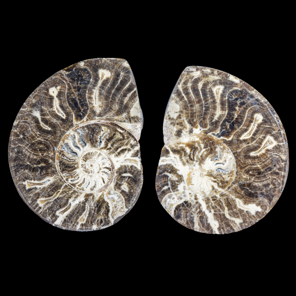 Ammonite Pulido 15