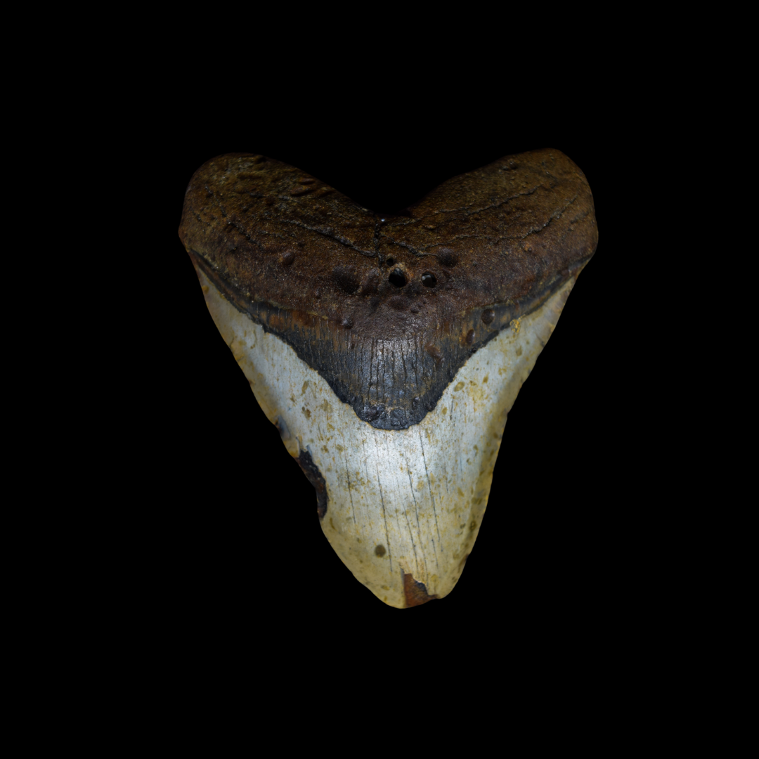 Diente de Megalodon