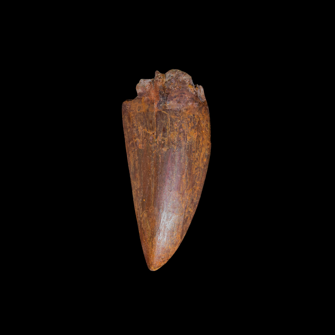 Diente de Charcharodontosaurus