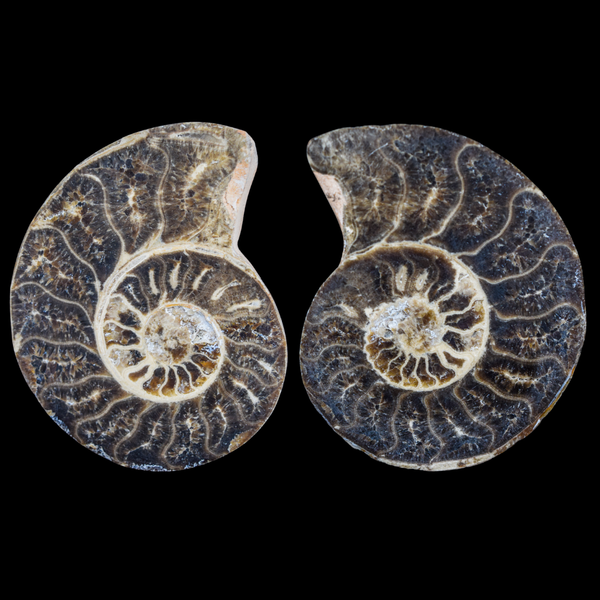 Ammonite Pulido 20