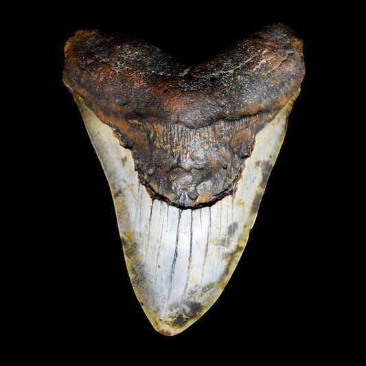 Diente de Megalodon XL