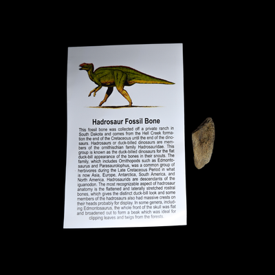 Fragmento de Hueso de Hadrosaurus