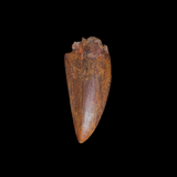 Diente de Carcharodontosaurus