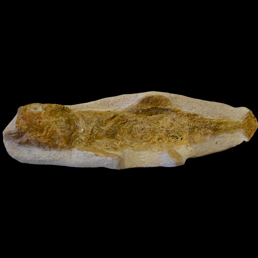 Pez Goulmimichthys fosilizado