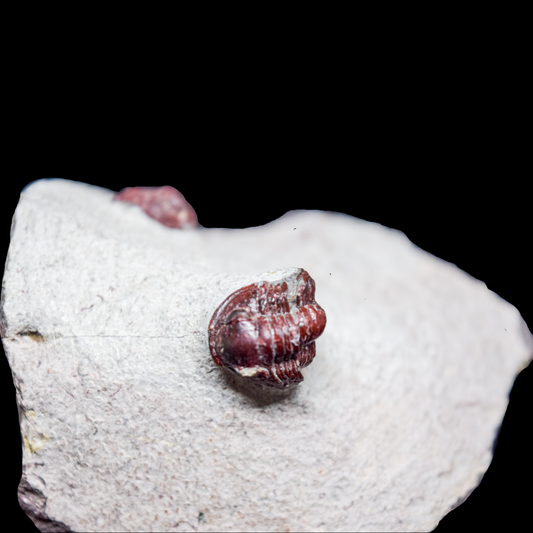 Trilobites Gerastos rojos