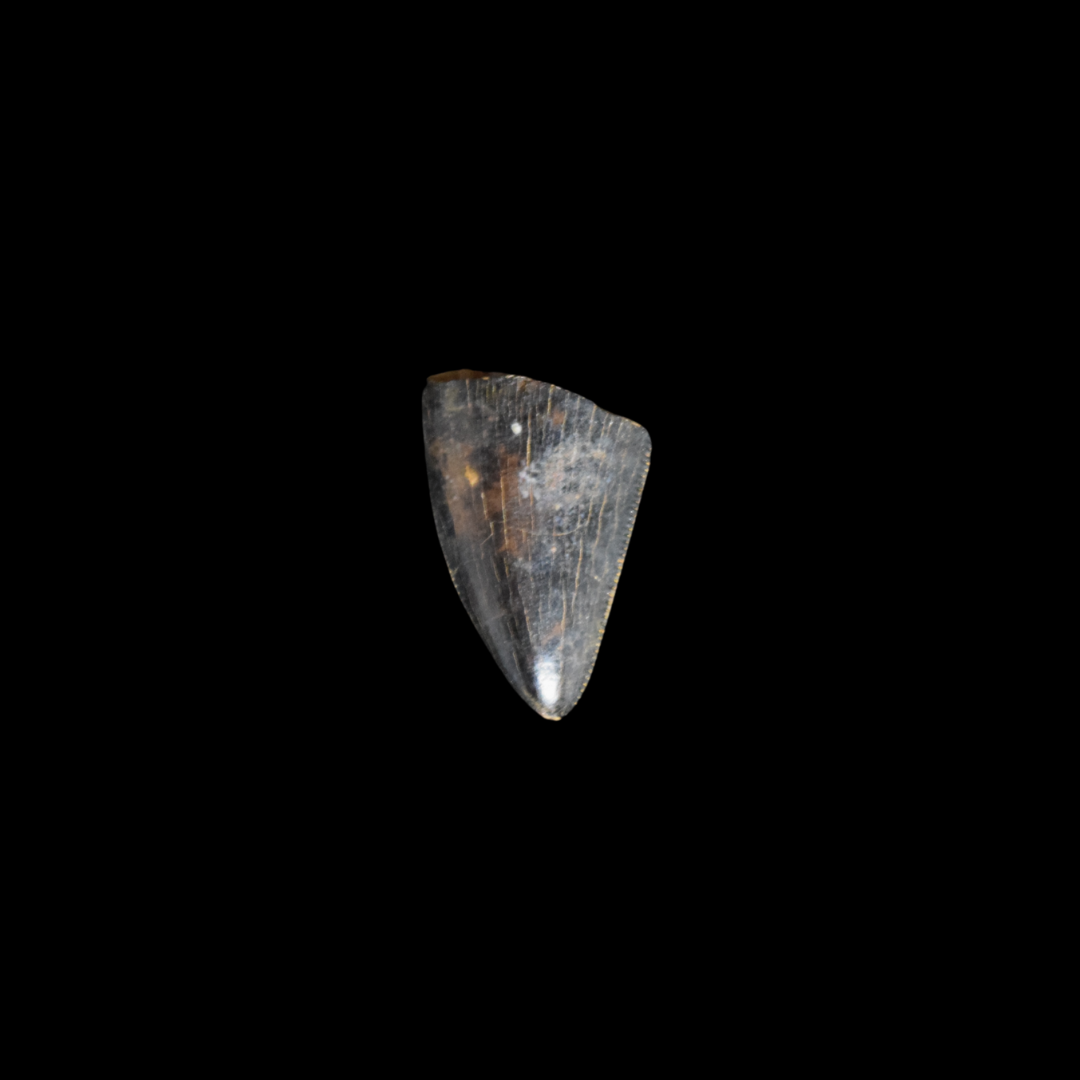 Diente Nanotyrannus