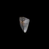 Diente Nanotyrannus