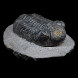 Trilobite Drotops