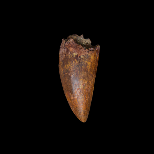 Diente de Charcharodontosaurus