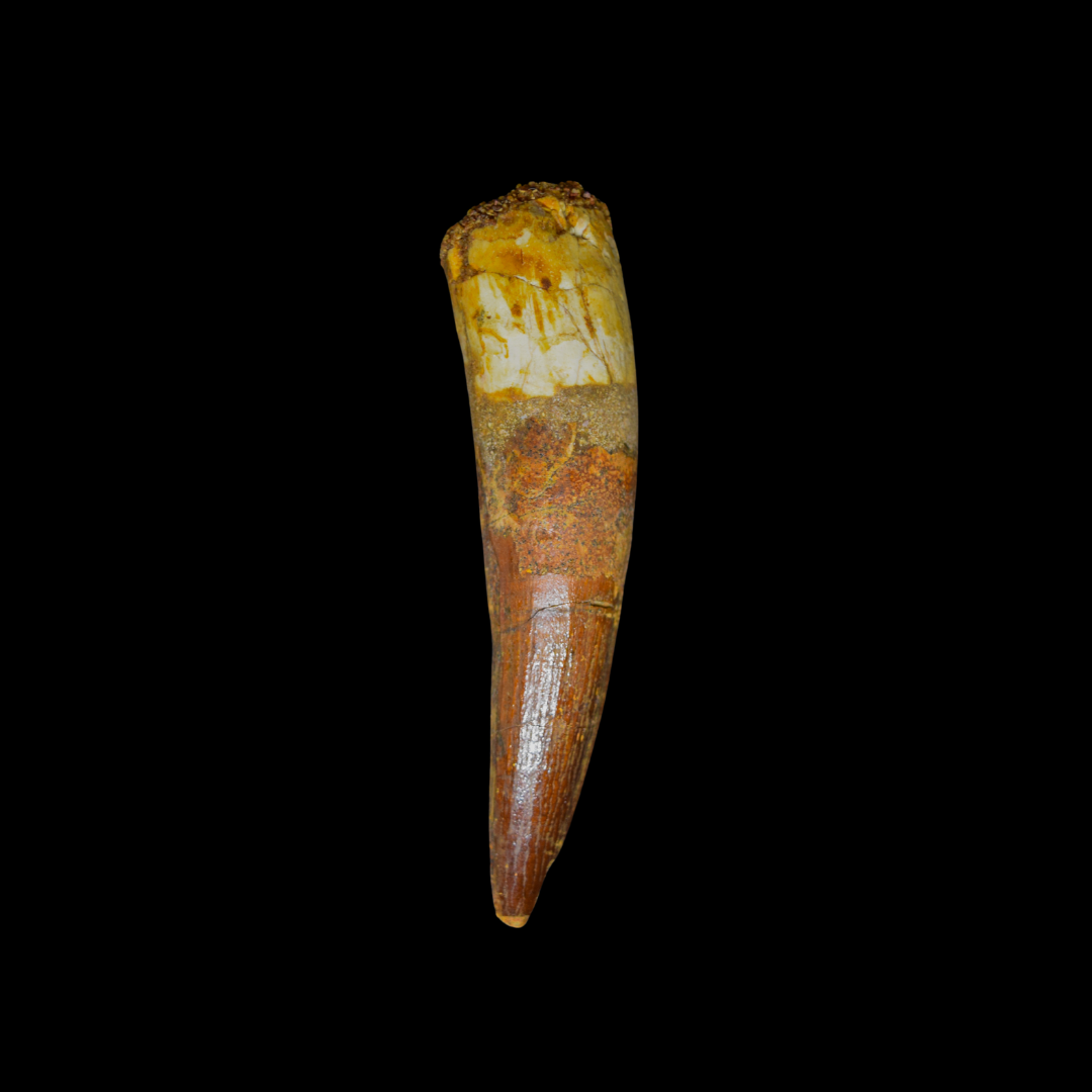 Diente de Spinosaurus 47