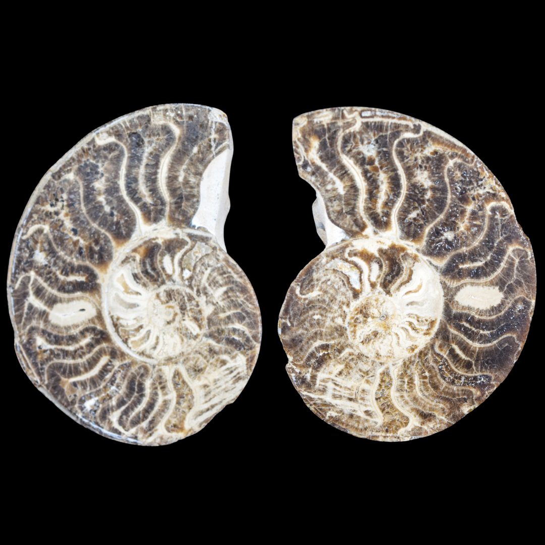 Ammonite Pulido 21
