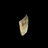 Fragmento de Hueso de Hadrosaurus