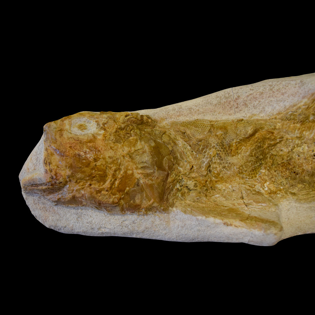 Pez Goulmimichthys fosilizado