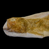 Pez Goulmimichthys fosilizado
