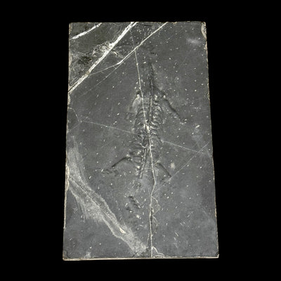 Keichosaurus hui