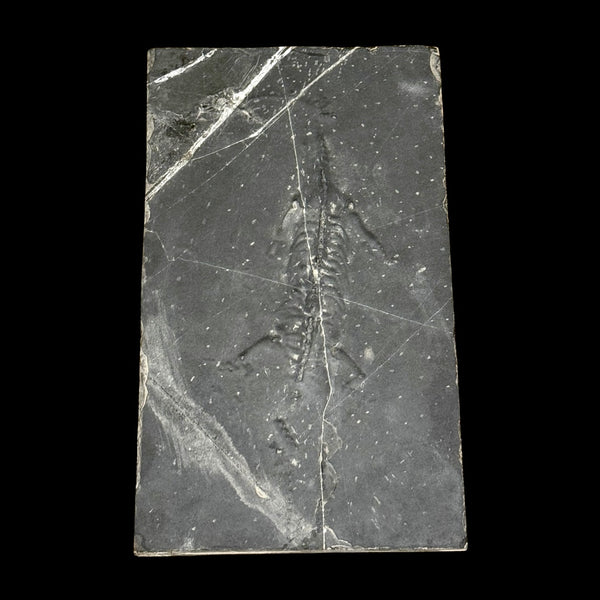 Keichosaurus hui