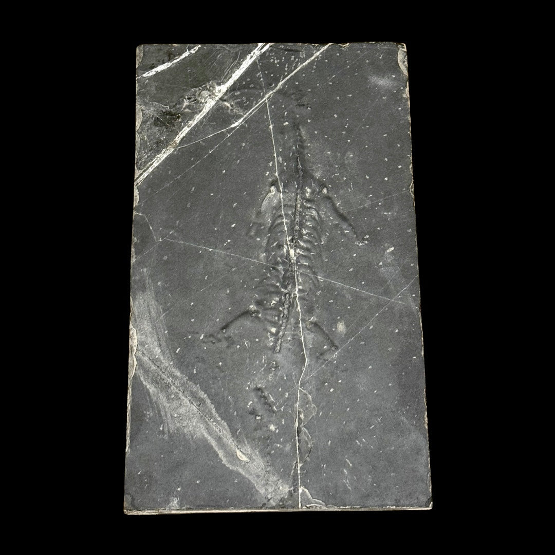 Keichosaurus hui