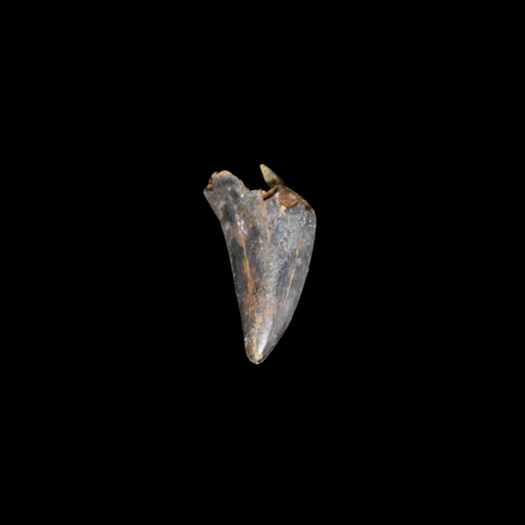 Diente Nanotyrannus