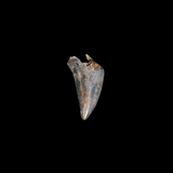 Diente Nanotyrannus
