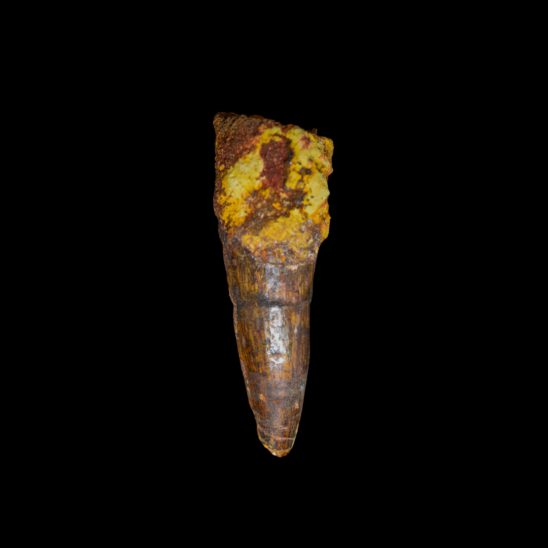 Diente de Spinosaurus 07