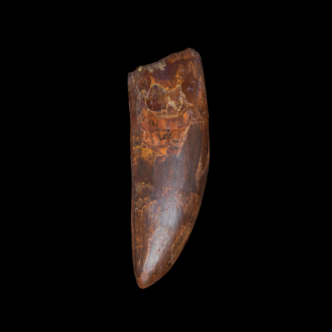 Diente de Charcharodontosaurus