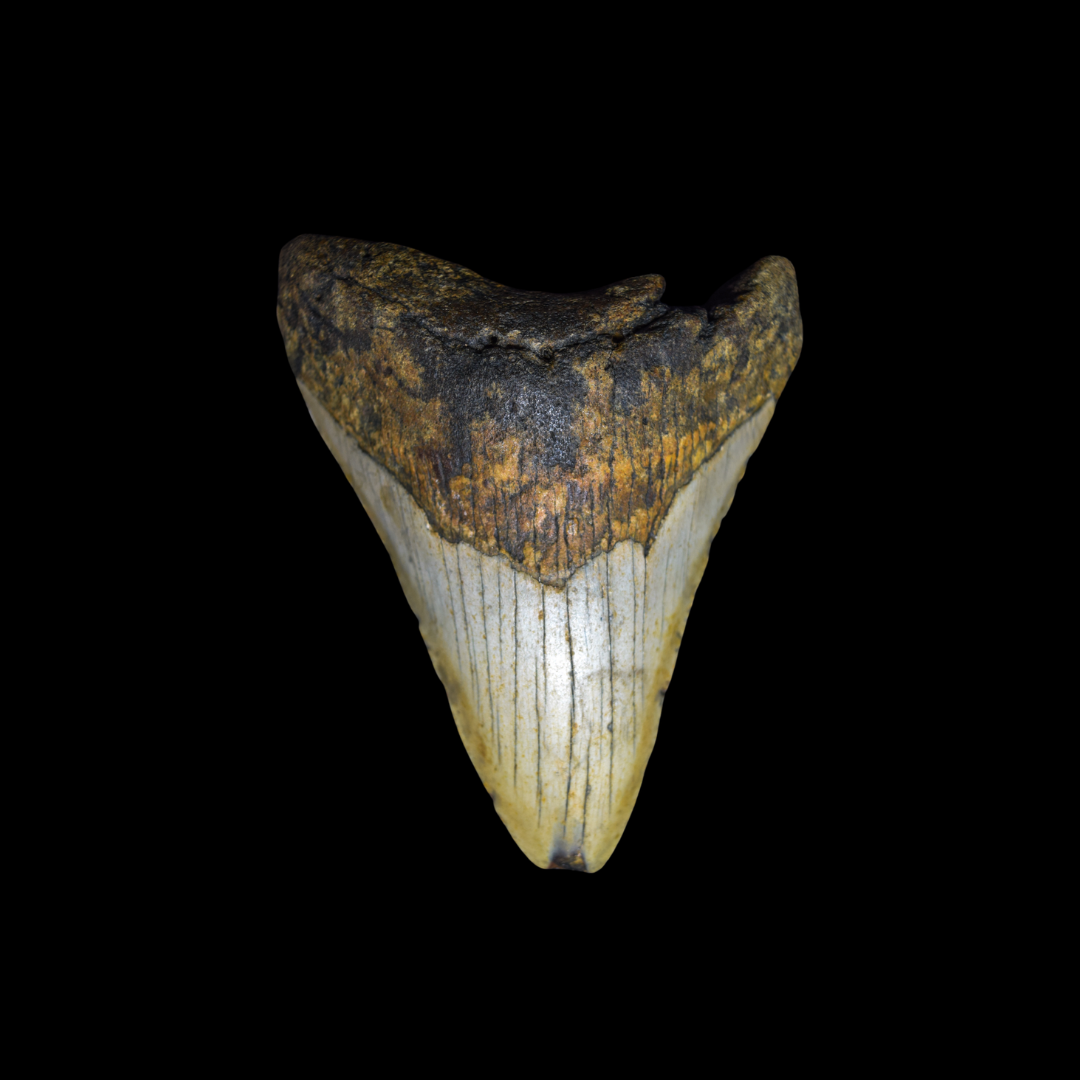 Diente de Megalodon