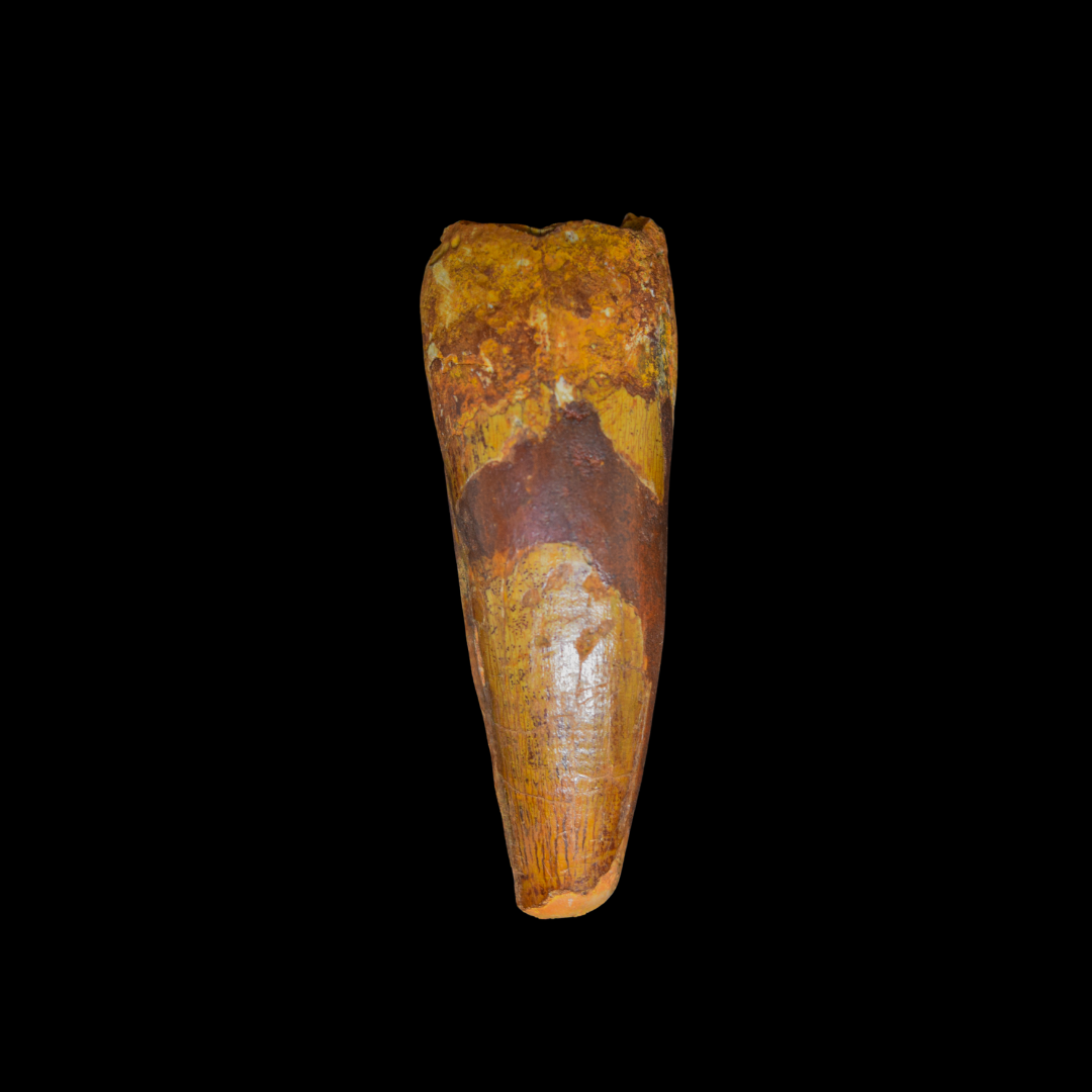 Diente de Spinosaurus 48
