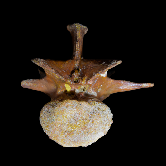 Vertebra Dorsal de Elosuchus