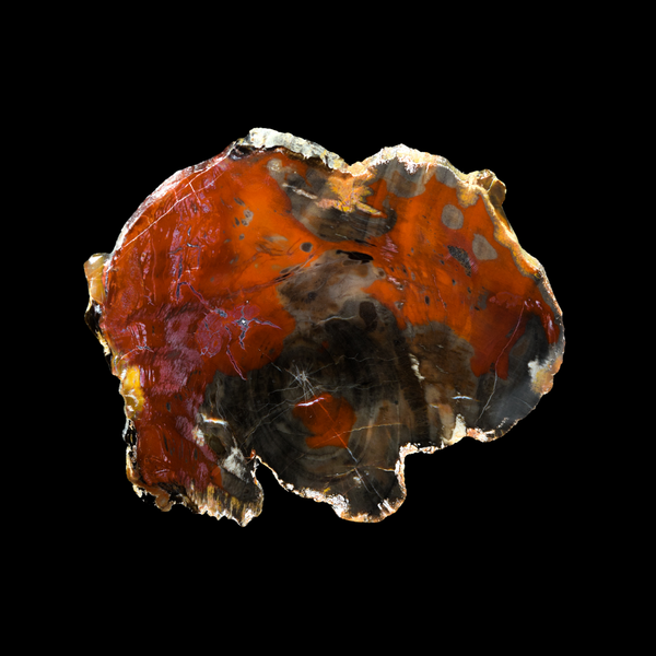 Laja de Madera Petrificada