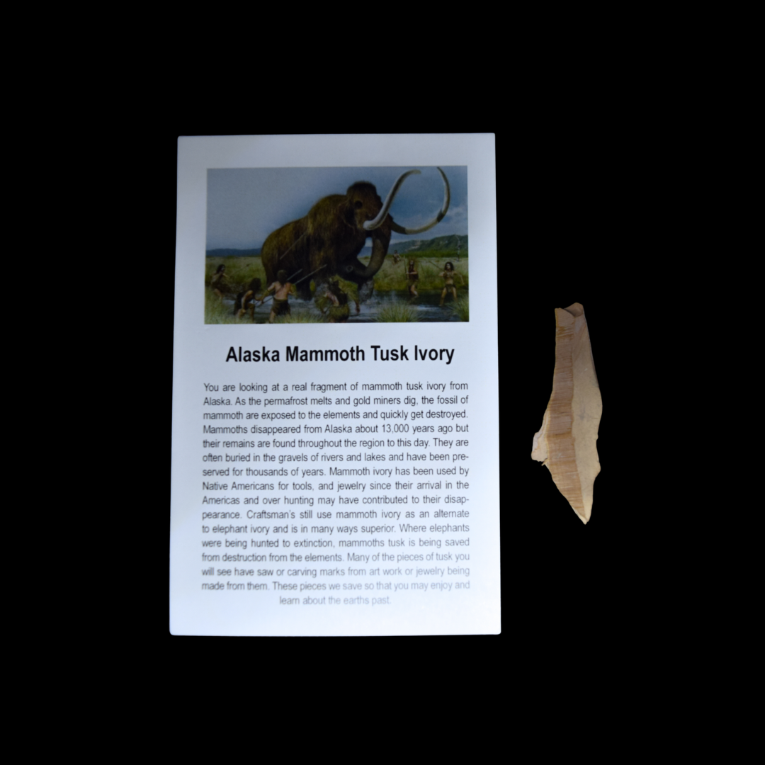 Fragmento de Defensa de Mamut