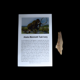 Fragmento de Defensa de Mamut