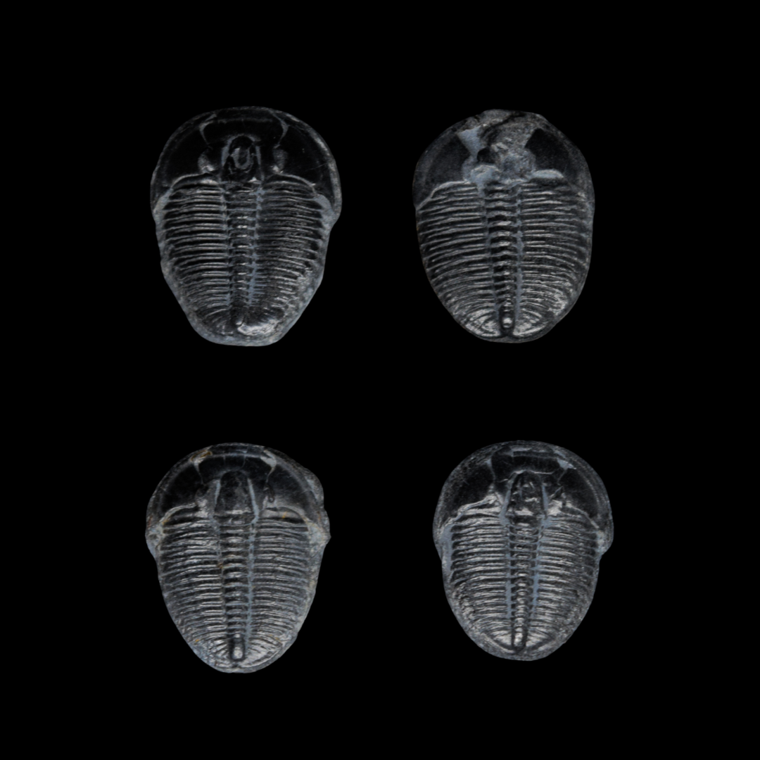 Trilobite Elrathia kingii